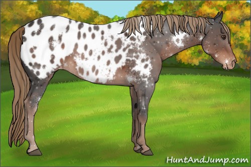 Horse Color:White Spotted Liver Chestnut Blanket
