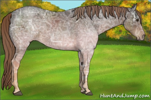 Horse Color:Liver Chestnut Ice Rabicano 