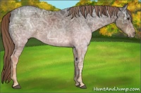 Horse Color:Liver Chestnut Ice Rabicano 