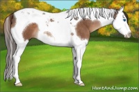Horse Color:Liver Chestnut Sabino Splash Tobiano 