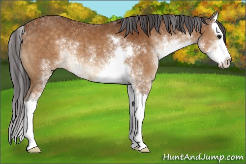 Horse Color:Buckskin Sabino Splash 