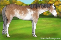 Horse Color:Buckskin Sabino Splash 