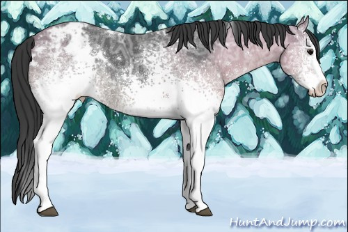 Horse Color:White Spotted Chocolate Black Ice Appaloosa Rabicano 