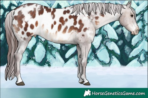 Horse Color:White Spotted Chocolate Brown Tobiano Near Leopard 