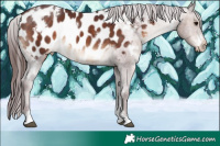 Horse Color:White Spotted Chocolate Brown Tobiano Near Leopard 