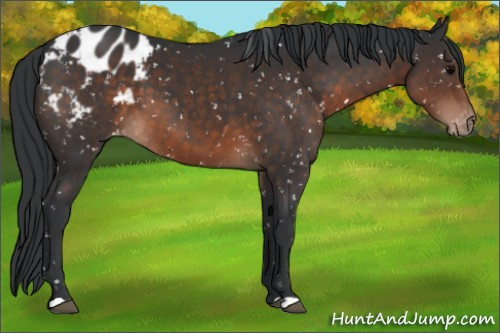Horse Color:Brown Appaloosa 