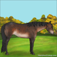 Horse Color:Brown 