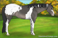 Horse Color:Black Sabino Tobiano Snowcap 