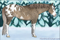 Horse Color:Chocolate Palomino Splash Appaloosa 