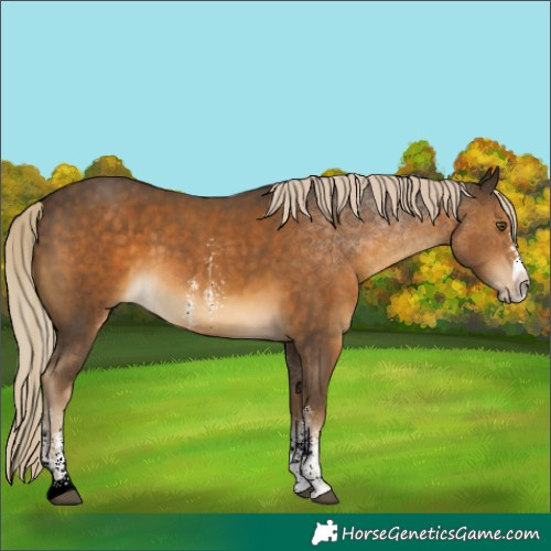 Horse Color:Chocolate Palomino Sabino 