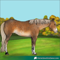 Horse Color:Chocolate Palomino Sabino 