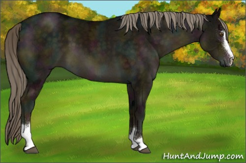 Horse Color:Midnight Chocolate Palomino Ice Sabino 