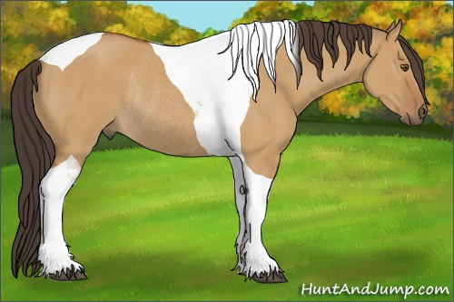 Horse Color:Buckskin Dun Tobiano Rabicano 