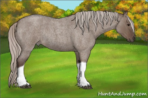 Horse Color:Silver Grullo Roan Tobiano Rabicano 