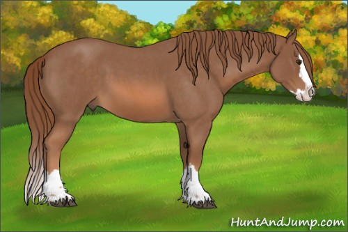 Horse Color:Red Roan Splash 