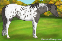 Horse Color:Grullo Tobiano Appaloosa 