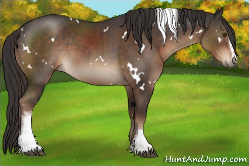 Horse Color:White Spotted Liver Chestnut 