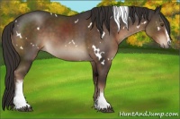 Horse Color:White Spotted Liver Chestnut