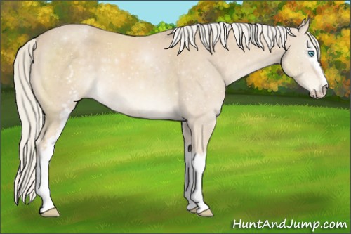 Horse Color:White Spotted Cremello Sabino