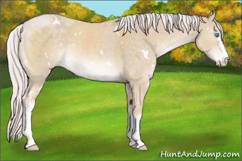 Horse Color:White Spotted Cremello