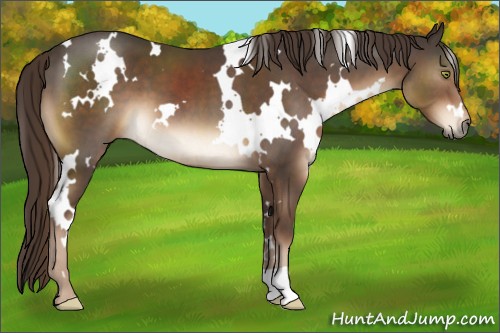 Horse Color:White Spotted Liver Chestnut