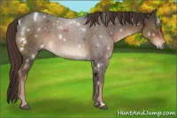Horse Color:White Spotted Liver Chestnut Sabino 