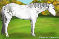 Horse Color:White Spotted Smoky Black 
