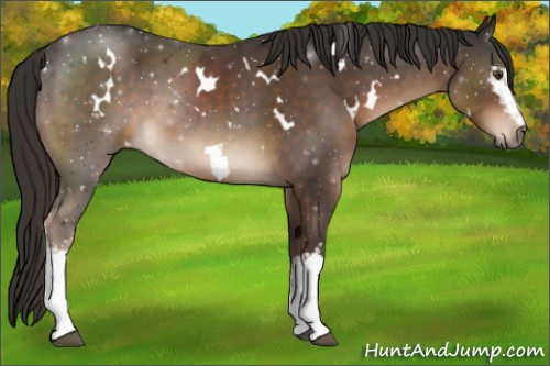 Horse Color:White Spotted Liver Chestnut 