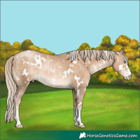 Horse Color:White Spotted Chocolate Palomino Pearl Sabino 