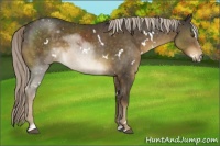 Horse Color:White Spotted Chocolate Palomino Sabino 
