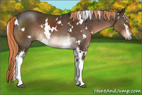Horse Color:White Spotted Liver Chestnut