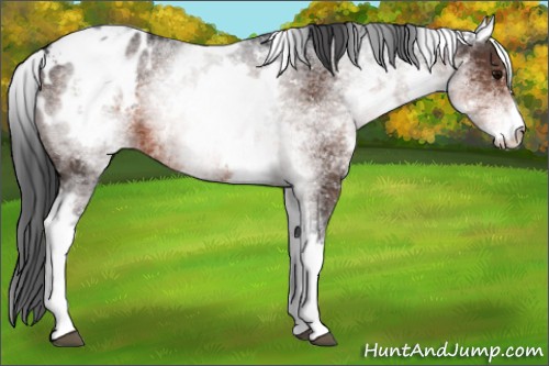 Horse Color:White Spotted Brown Blanket 