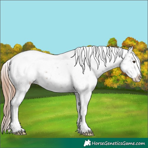 Horse Color:Liver Chestnut Tobiano Appaloosa 