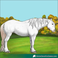 Horse Color:Liver Chestnut Tobiano Appaloosa 
