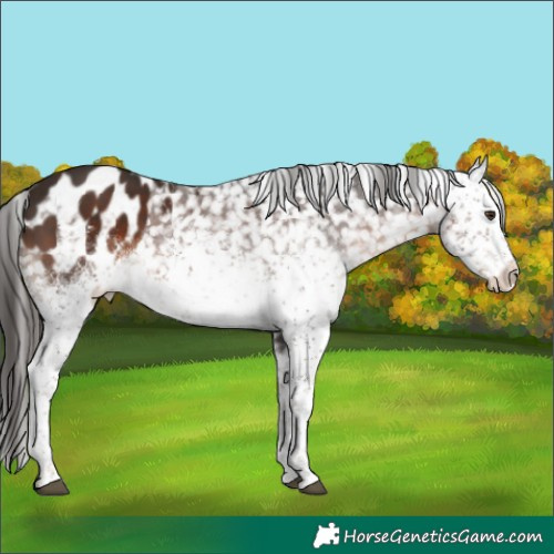 Horse Color:White Spotted Liver Chestnut Sabino Blanket Rabicano