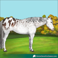 Horse Color:White Spotted Liver Chestnut Sabino Appaloosa Rabicano 