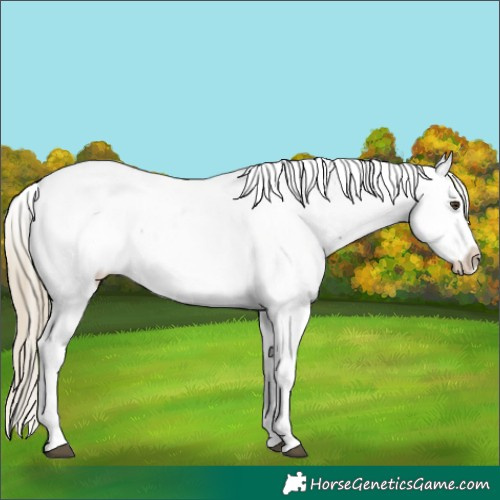 Horse Color:White Spotted Liver Chestnut Appaloosa 