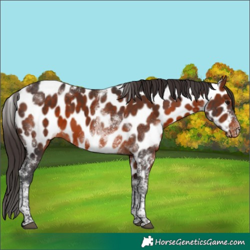 Horse Color:Bay Tobiano Appaloosa 