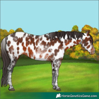 Horse Color:Bay Tobiano Near Leopard 