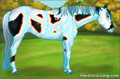Horse Color:Thunderstruck White Spotted Brown Chinchilla Onyx Sabino Appaloosa 