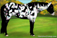 Horse Color:Liver Chestnut Chinchilla Ice Sabino Splash Appaloosa 