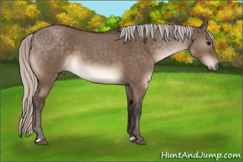 Horse Color:Silver Brown Dun 