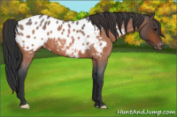 Horse Color:Bay Roan Appaloosa