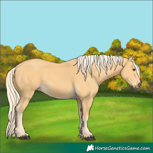 Horse Color:Palomino 