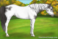 Horse Color:Smoky Black Tobiano Frame 