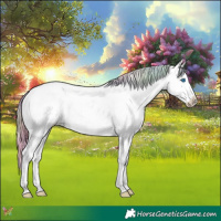 Horse Color:Nacre Red Dun Splash Tobiano Appaloosa