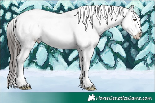 Horse Color:Liver Red Dun Sabino Snowcap