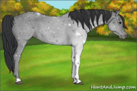 Horse Color:Black Sabino 