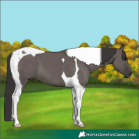 Horse Color:Smoky Grullo Tobiano