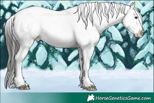 Horse Color:Liver Red Dun Appaloosa 